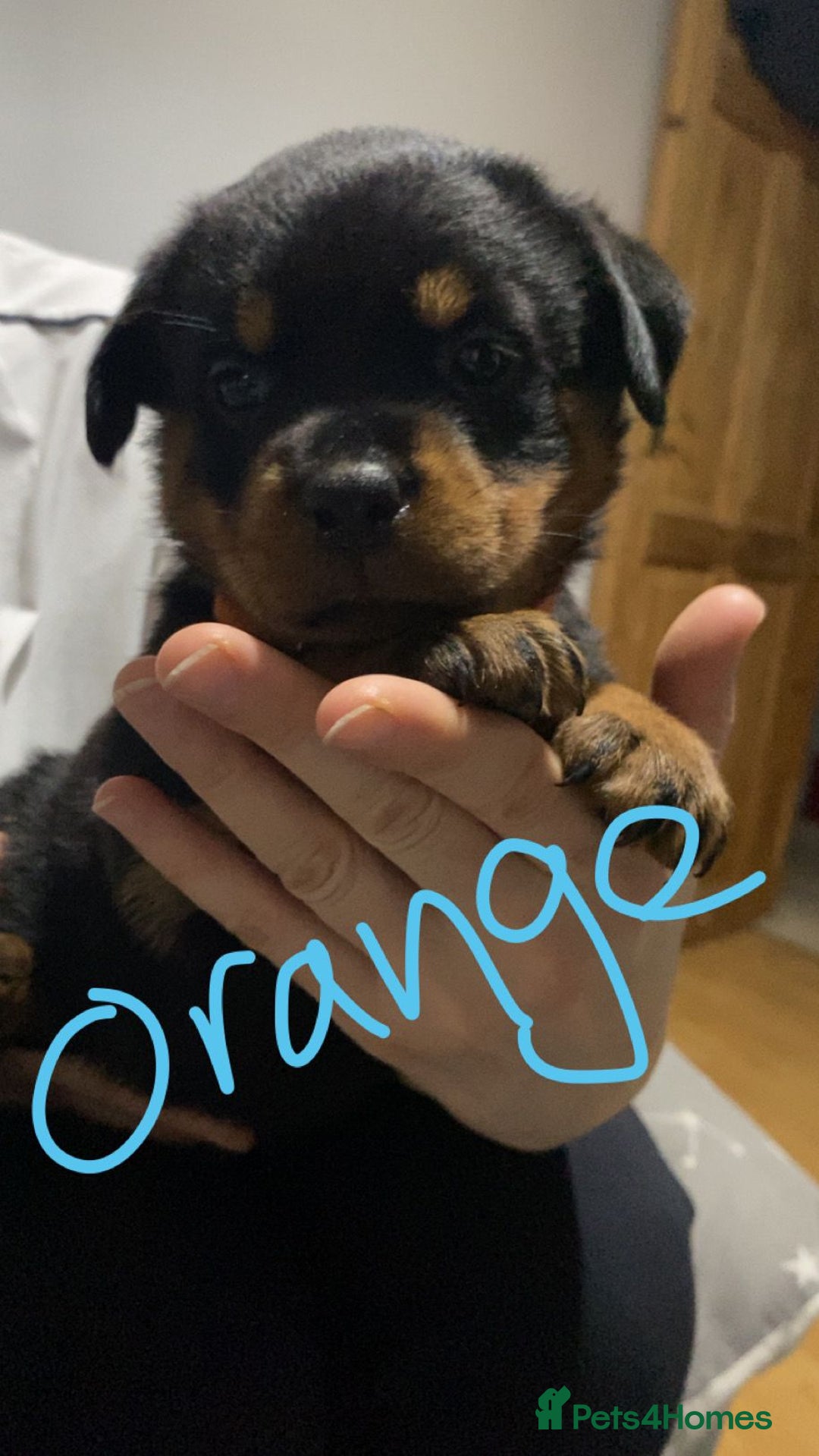 Rottweiler dogs for sale: Kc rottweiler puppies  - Image 7