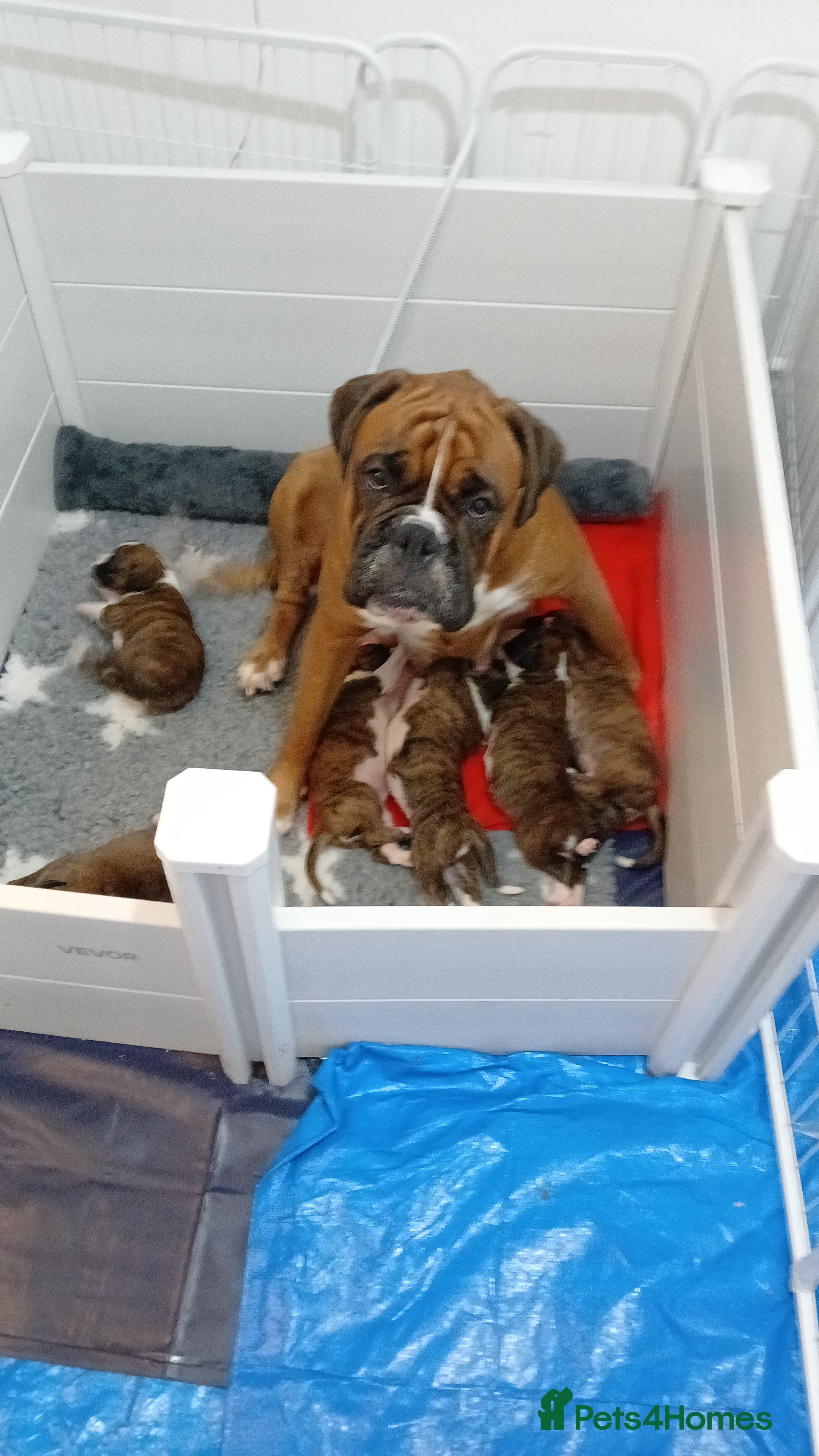 Boxer dogs champion sired boxer pups  - Advert 1