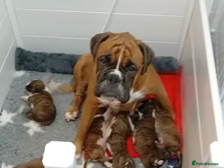 Boxer dogs champion sired boxer pups - Advert 3