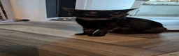 Mixed Breed cats for sale: Half tortoiseshell kittens in Nottingham - Advert 8