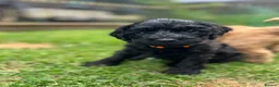 Cockapoo dogs for sale: Cockapoo Puppies- only 1 remaining - ready now  - Advert 17