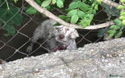 English Setter dogs for adoption: Sula. English setter - Image 3