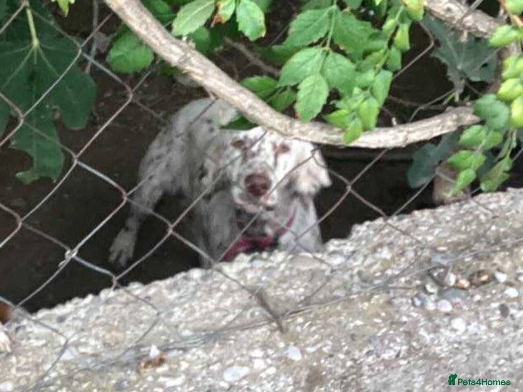 English Setter dogs for adoption: Sula. English setter - Image 3