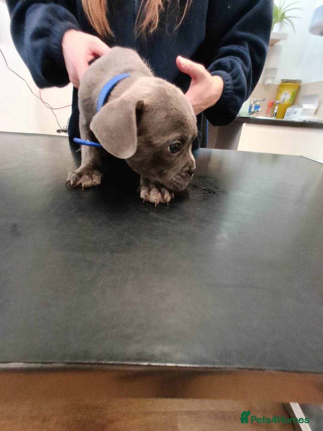 Mixed Breed dogs for sale: 6 little cuties 😍 - Advert 8