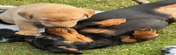 Labrador Retriever dogs for sale: Adorable Labrador puppies for sale in Ludlow - Advert 19