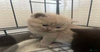 British Shorthair cats - Advert 14