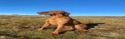 Hungarian Vizsla dogs for stud: European champion sired -Imported Hungarian Vizsla - Advert 6