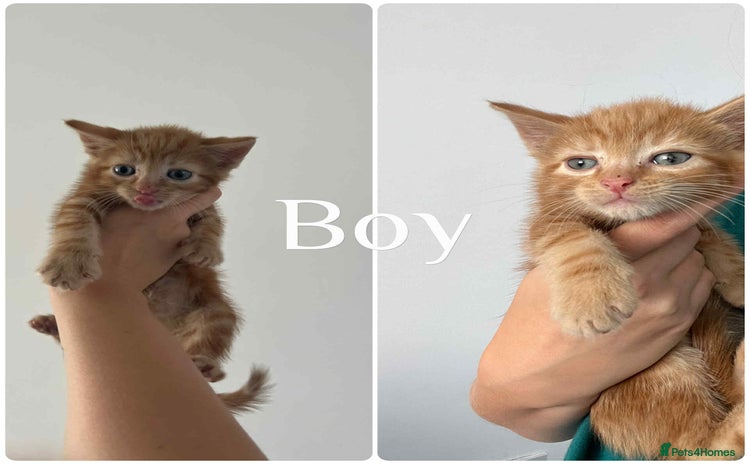 Mixed Breed cats - Advert 2