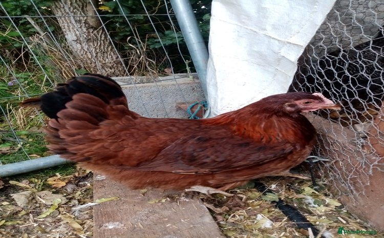 Chickens poultry - Advert 17