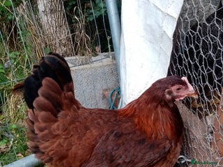 Chickens poultry - Advert 41