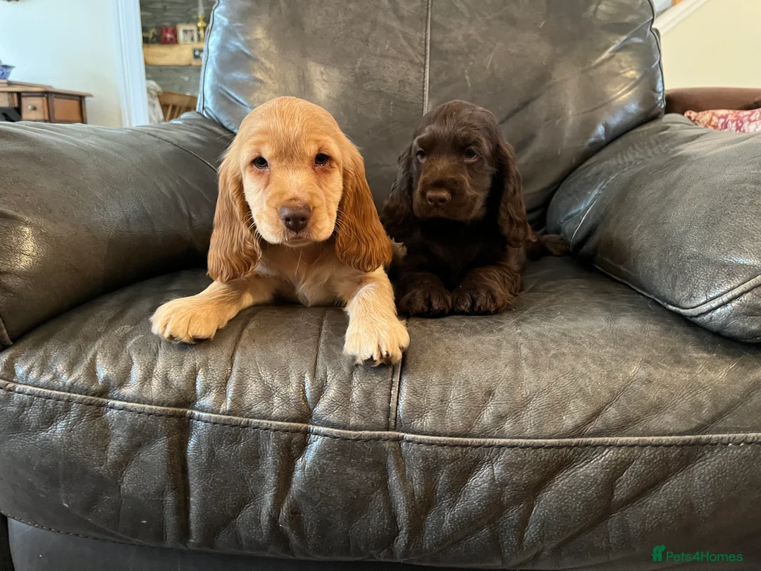 Cocker Spaniel dogs for sale: Health tested KC show type cocker 🐶 ⭐️  - Advert 1