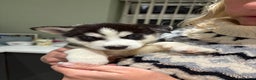 Siberian Husky dogs for sale: Siberian huskies 4 girls and 1 boy - Advert 6