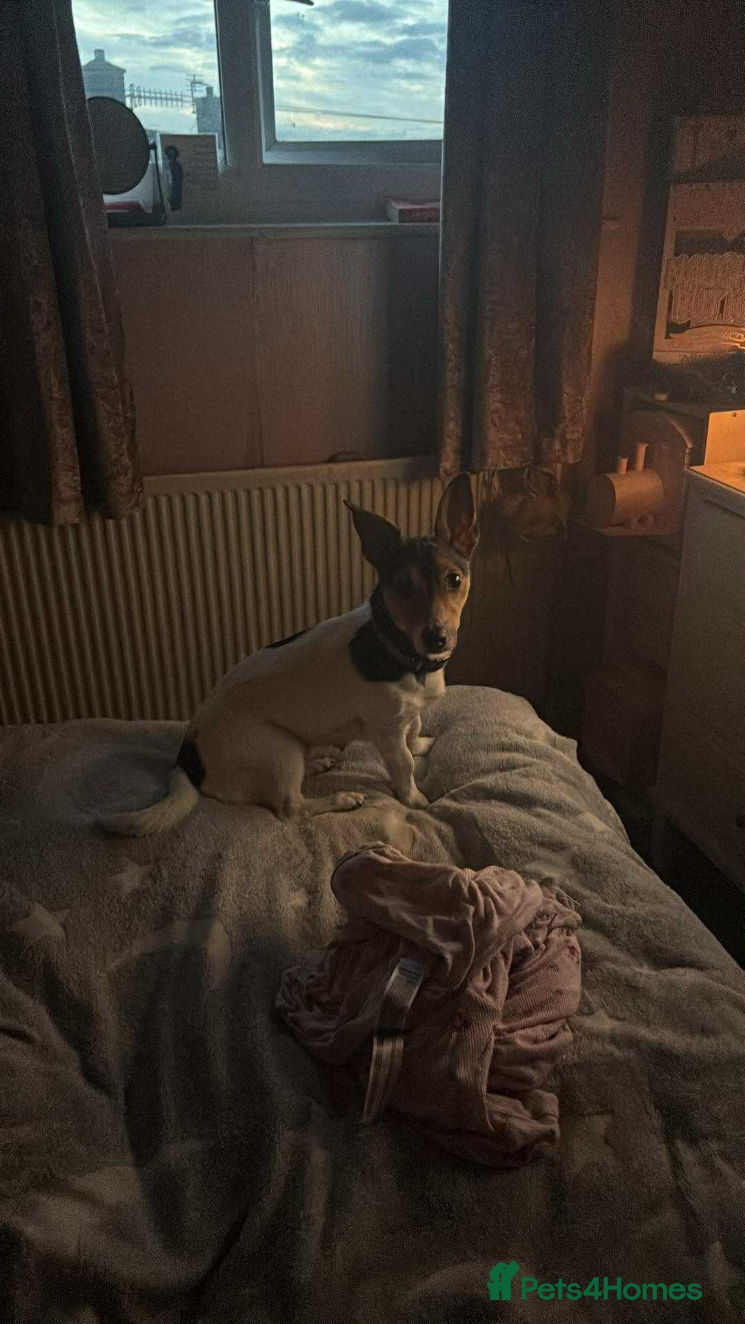 Jack Russell dogs for sale: Female JRT with 3 week old puppy - Image 3