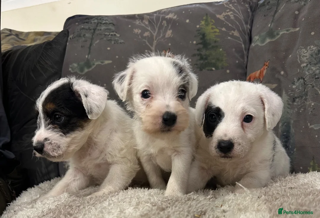 Mixed Breed dogs for sale: Adorable terrier pups  - Advert 2