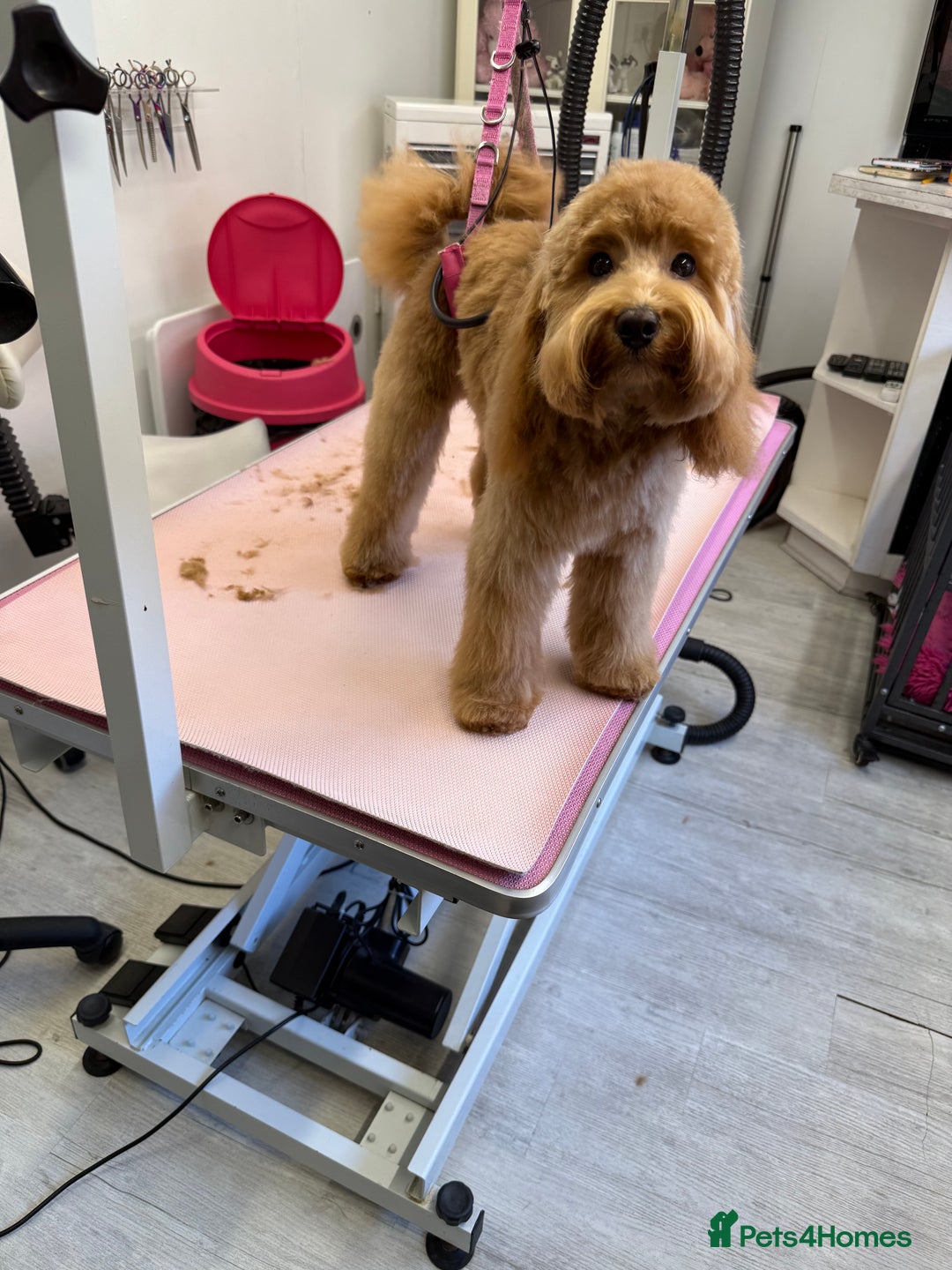 Cockapoo dogs for sale: Beautiful Cockapoo’s puppies for sale  - Advert 15