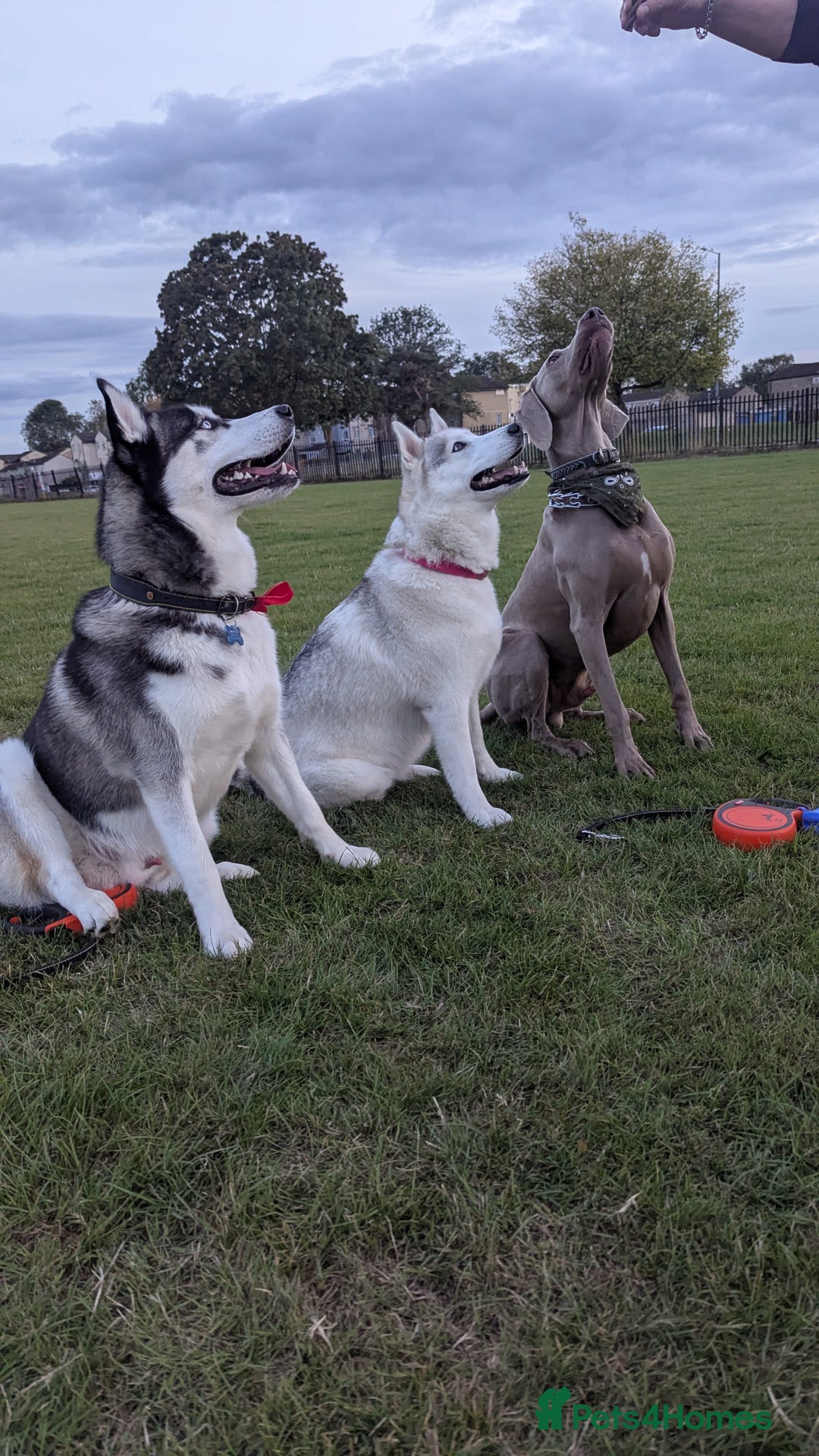 Weimaraner dogs for stud: Dog For Breeding  - Advert 4
