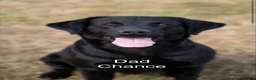 Labrador Retriever dogs for sale: Fully health tested KC Reg Labs - Advert 6