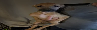 Mixed Breed 4