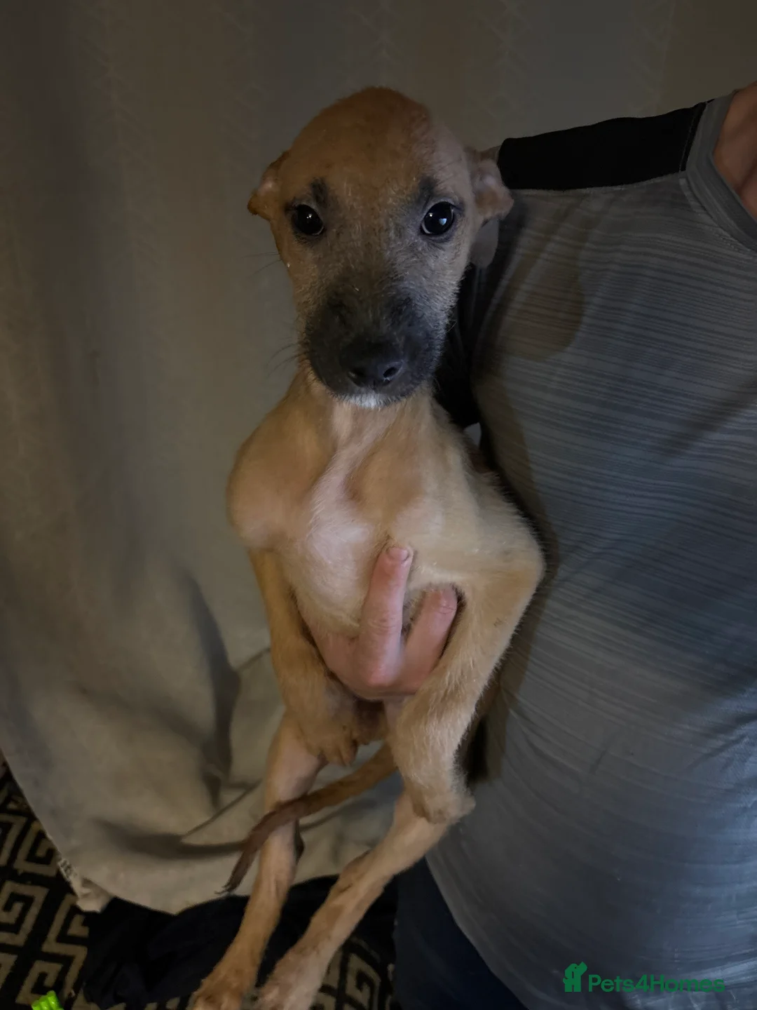 Mixed Breed dogs for sale: Deerhound x greyhound  in Castleford - Advert 2
