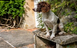 English Springer Spaniel dogs for sale: Obedient and Kind Natured Springer Spaniel - Image 6