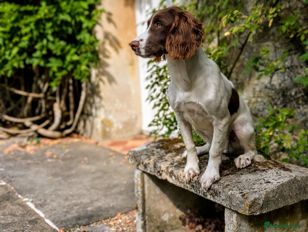 English Springer Spaniel dogs for sale: Obedient and Kind Natured Springer Spaniel - Image 6