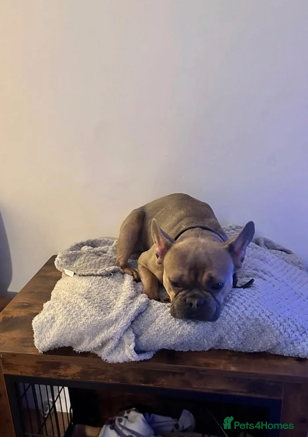 French Bulldog dogs for sale: Beau  in Northampton - Advert 2