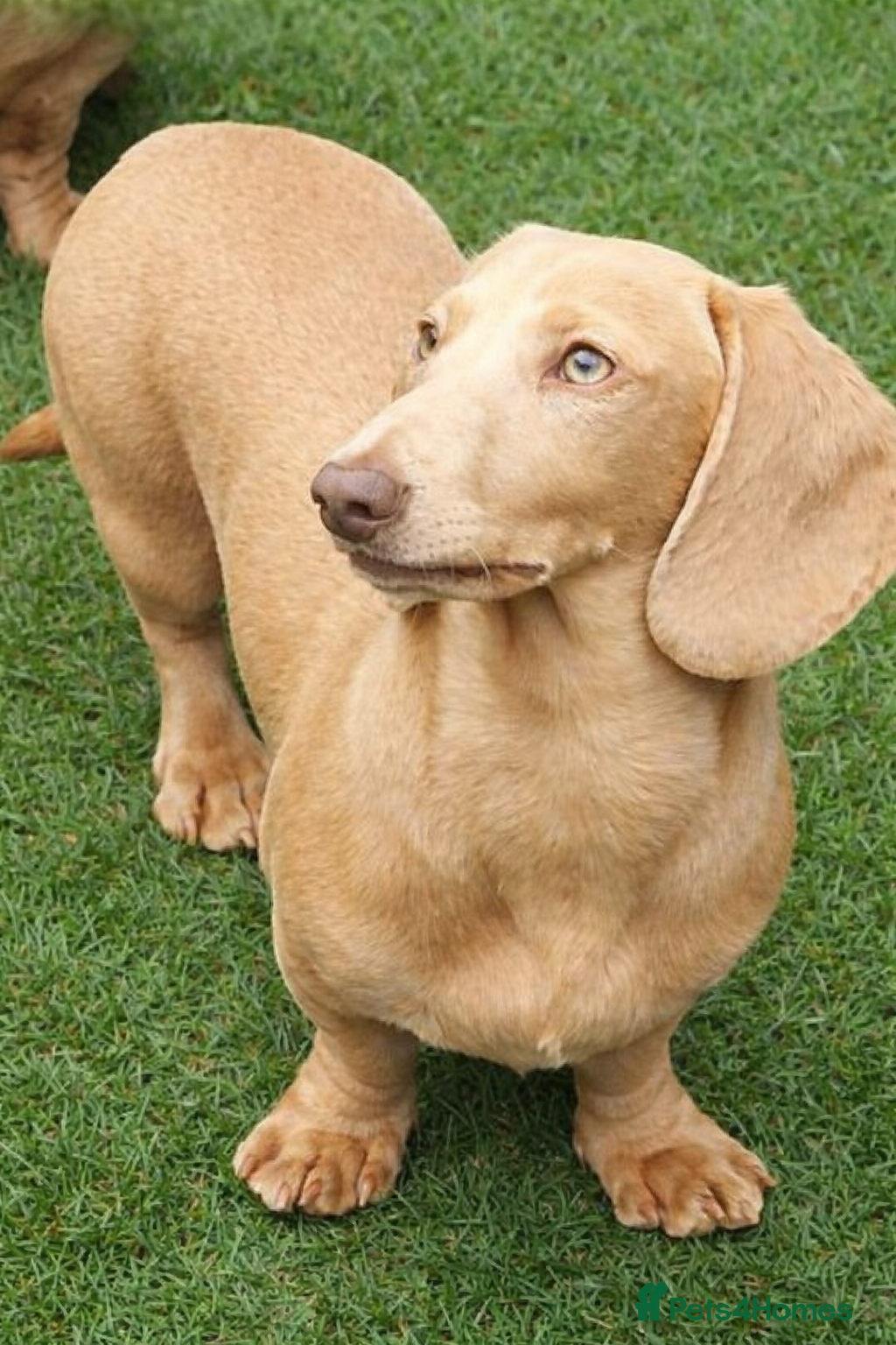 Miniature Dachshund dogs Cream e/e D/d B/b PRA Clear, Kc reg, Vet checked - Advert 13
