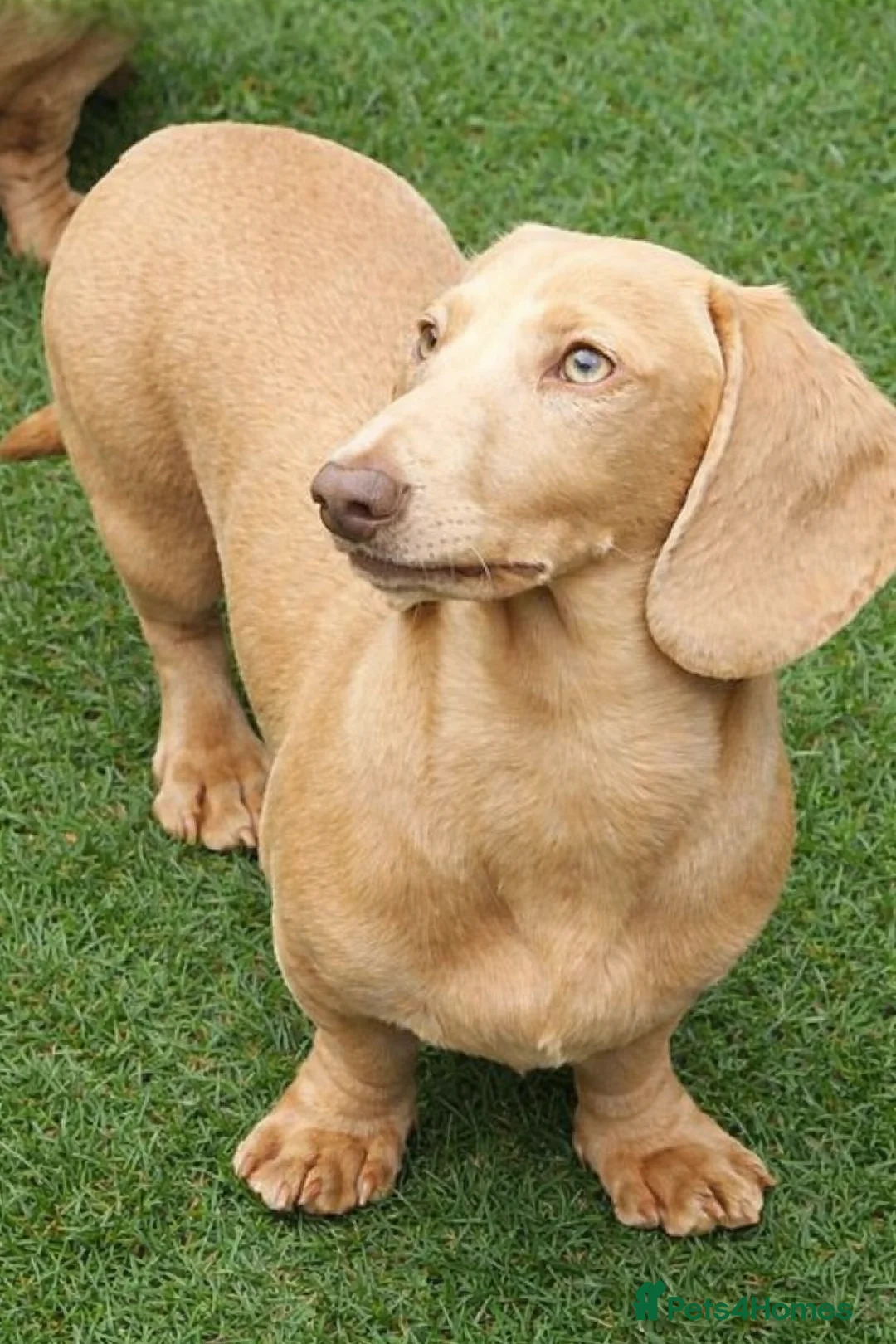 Miniature Dachshund dogs for stud: Cream e/e D/d B/b PRA Clear, Kc reg, Vet checked - Advert 1
