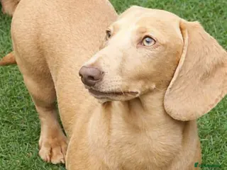 Miniature Dachshund dogs Cream e/e D/d B/b PRA Clear, Kc reg, Vet checked - Advert 13