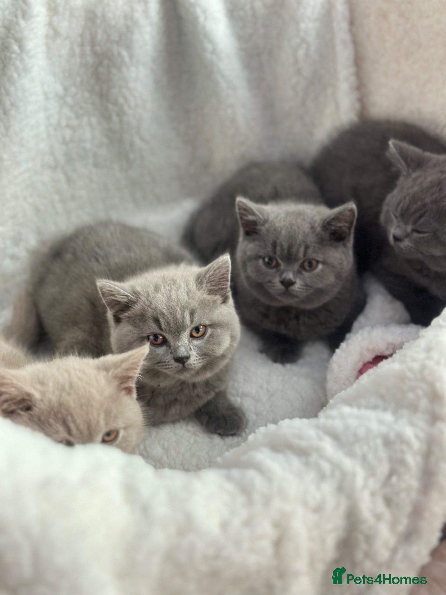 British Shorthair cats GCCF registered kitten - Advert 2
