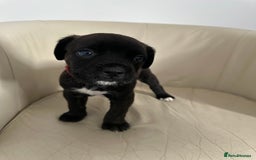 Mixed Breed dogs for sale: Cane Corso/boxer X Dogue de Bordeaux  - Image 9