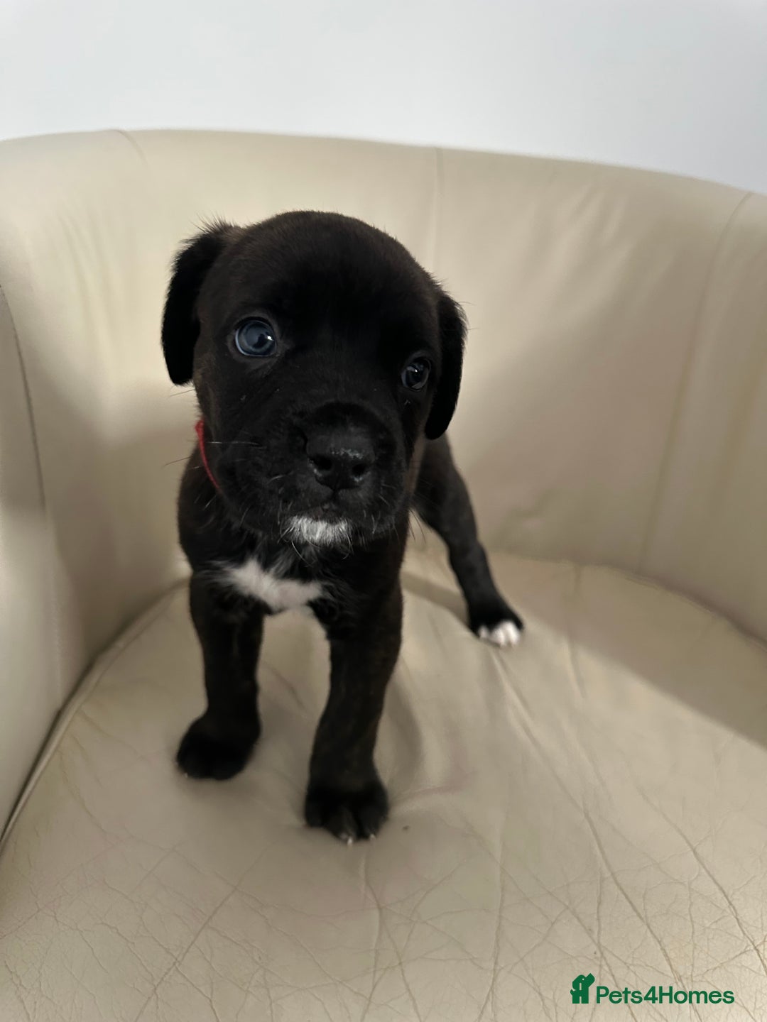 Mixed Breed dogs for sale: Cane Corso/boxer X Dogue de Bordeaux  - Image 9