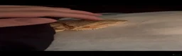 Bearded Dragon reptiles for sale: Bearded dragon  in Spalding - Advert 3