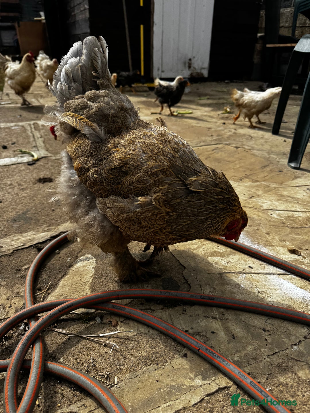 Chickens poultry for sale: Whole Laying Hen Flock for Sale, chicks, hens. - Image 13