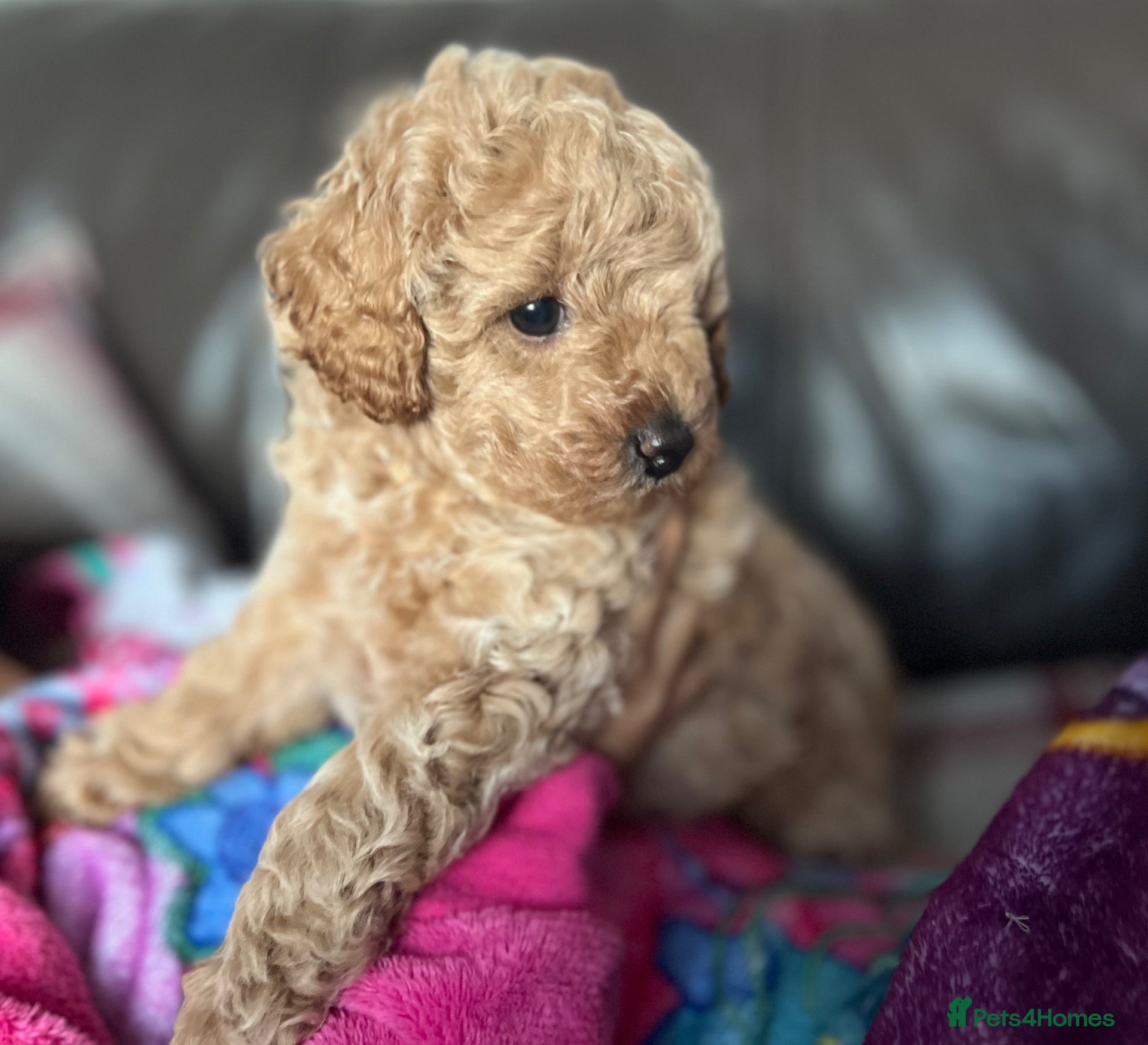 Toy Poodle dogs Gorgeous Toy Poodle Looking for Their Forever Home - Advert 2