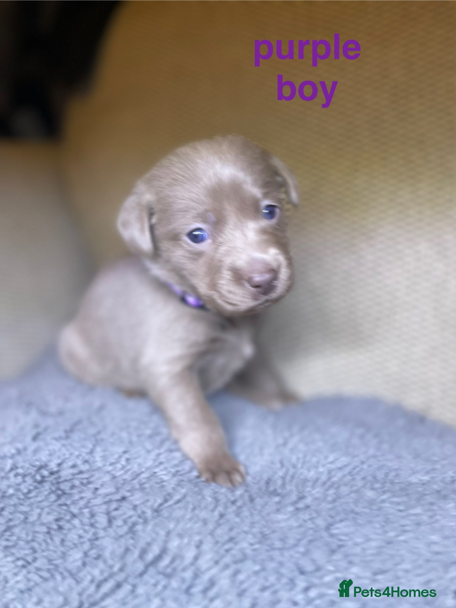 Labrador Retriever dogs Silver labradors  - Advert 15