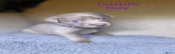 Labrador Retriever dogs for sale: Adorable KC (SILVER) labrador retriever puppies - Advert 20