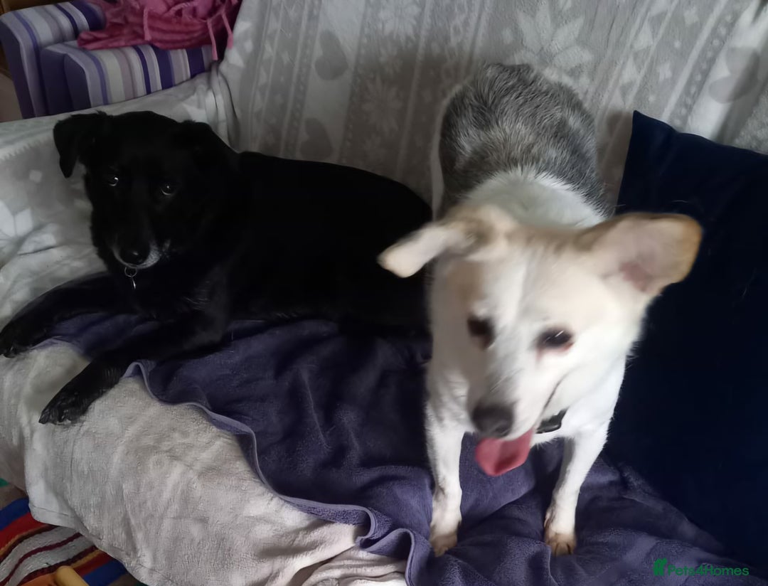 Mixed Breed dogs for adoption: Petite girl Allie - Advert 3