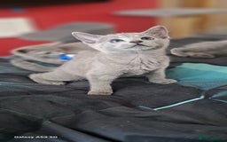 Russian Blue cats for sale: TICA Russian Blue Kittens Pedigree - Image 14