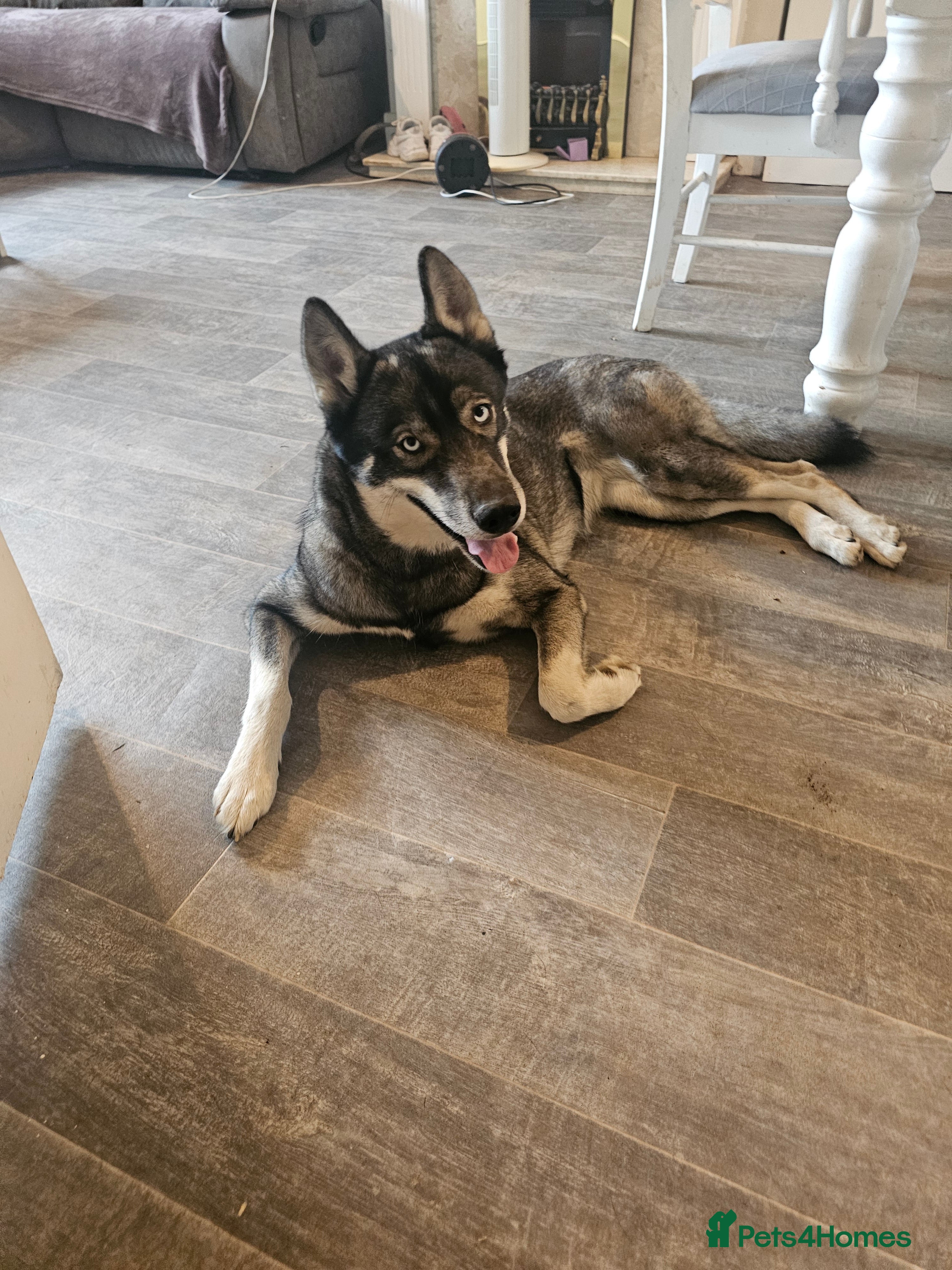 Siberian Husky dogs Ella – Nearly 4 Year Old Siberian Husky - Advert 11