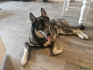 Siberian Husky dogs Ella – Nearly 4 Year Old Siberian Husky - Advert 11