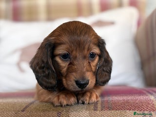Miniature Dachshund dogs KC LONG HAIRED MINIATURE DACHSHUNDS🤍 - Advert 2