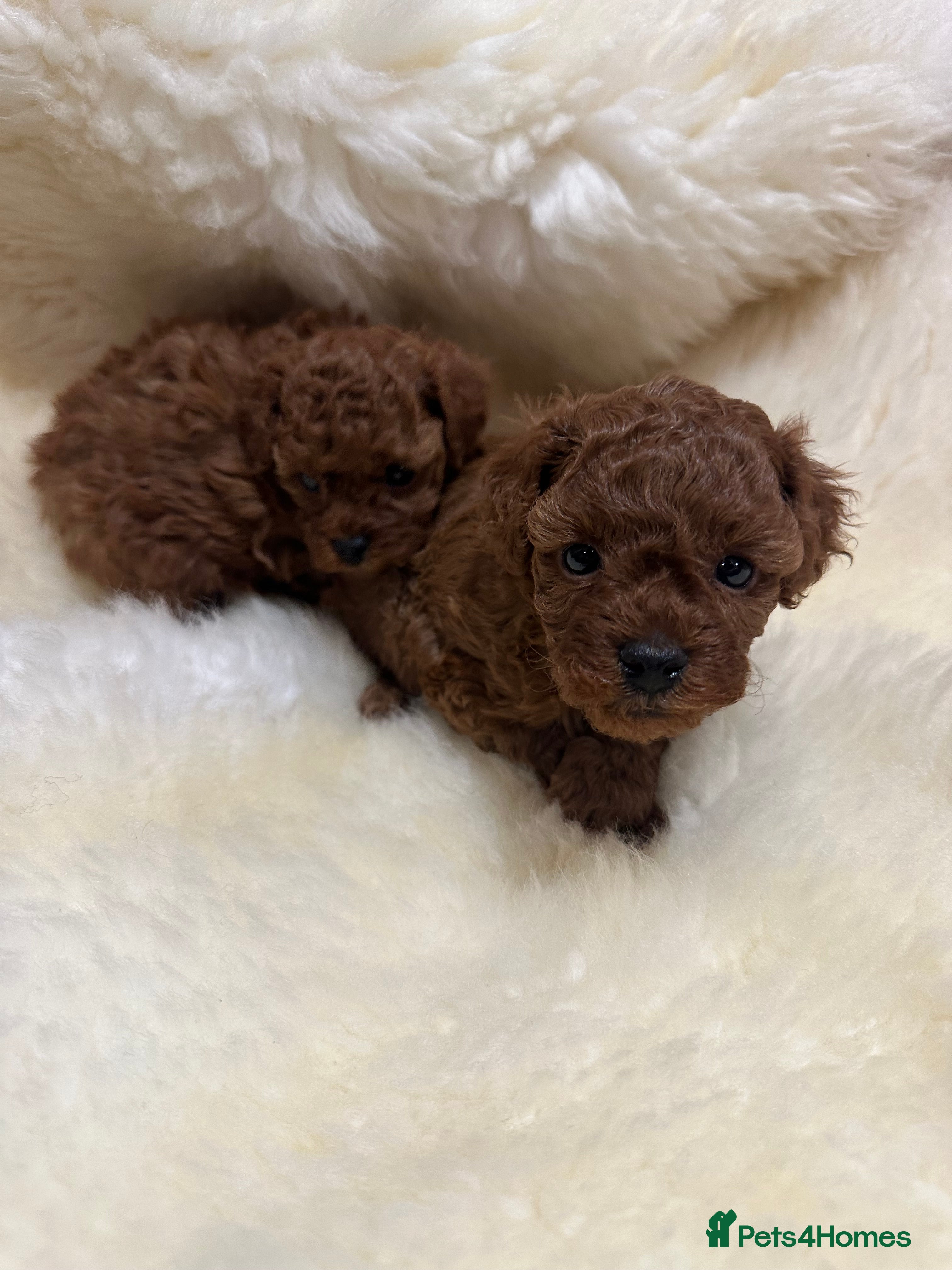 Toy Poodle dogs Toy poodle x Asian Toy poodle puppies - Advert 5