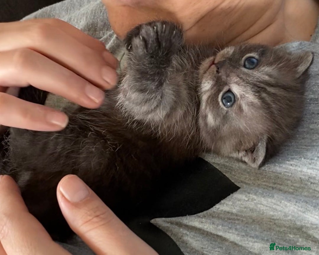 Scottish Fold cats for sale: Unique Smoke Scottish folds/straights - Advert 7