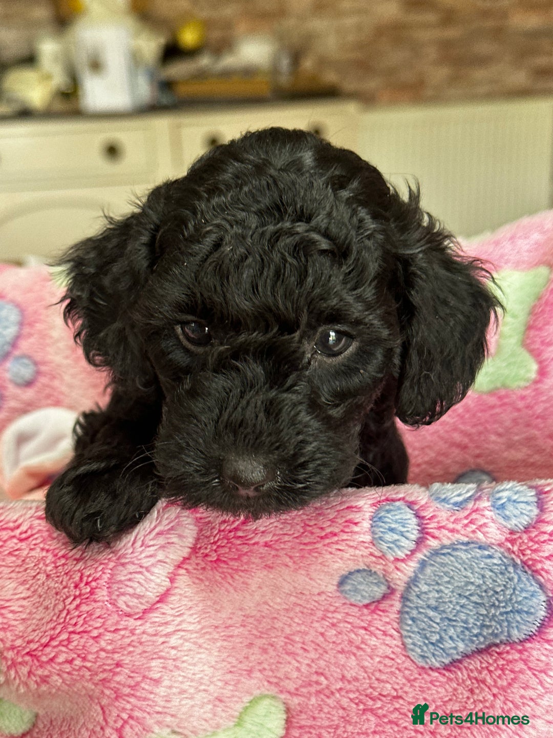 Miniature Poodle dogs for sale: Beautiful litter of Cheeky KC Reg. Mini Poodle's - Image 9