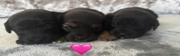 Jackapoo dogs for sale: Jackapoo Puppies in Peterborough - Advert 10