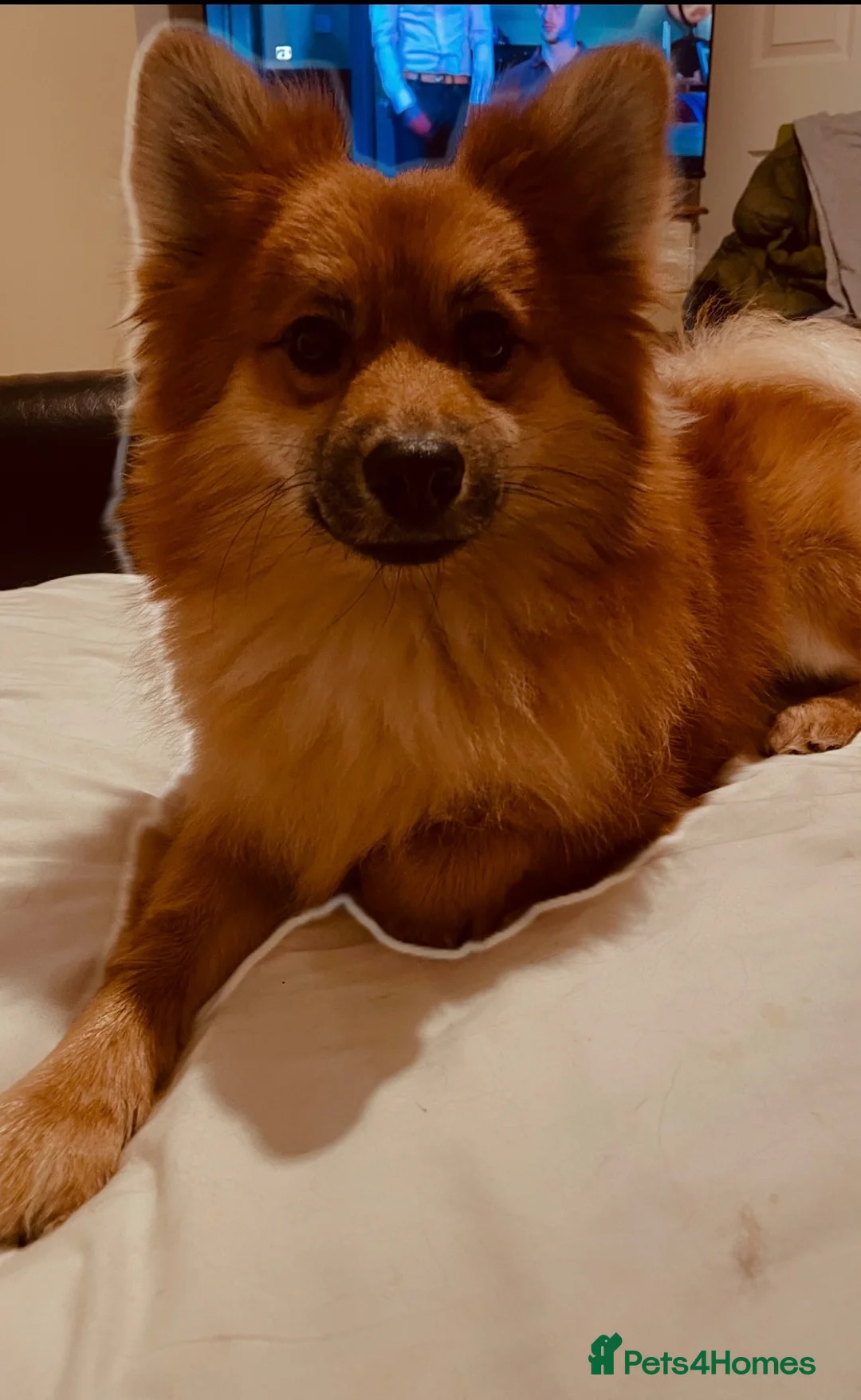 Pomeranian dogs for stud: Stud, for stud NOT FOR SALE. in Sidcup - Advert 2