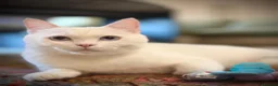 Mixed Breed cats for adoption: Gorgeous Blue Eyed Rescue in Bristol - Advert 5