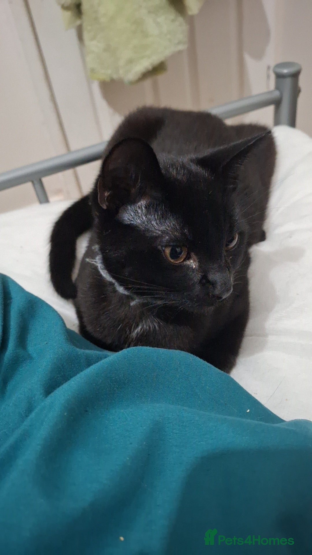 British Shorthair cats for sale: Looking for a good home  - Image 5