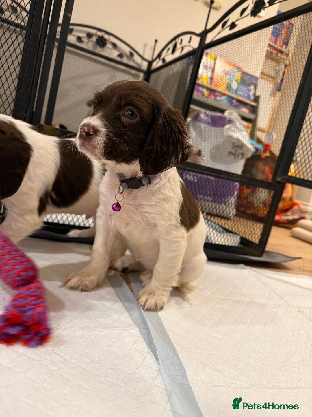 Cocker Spaniel dogs for sale: Cocker spaniel puppies ready for forever home - Advert 11